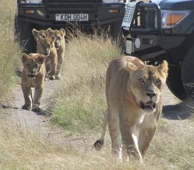 5 Day Best Kenya Safari at Masai Mara Game Reserve and Lake Nakuru and Amboseli National Parks - Photo 2