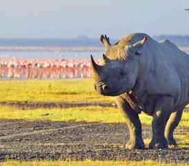 6 jours safari au Kenya : Amboseli, lac Nakuru et Masai Mara – faune, culture et aventure, Kenya - Photo 2