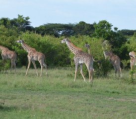 11 jours en stage de safari au Kenya et en Tanzanie – incroyable aventure transfrontalière en Afrique de l’Est - Photo 3