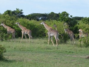 11 Day Kenya to Tanzania Safari Package - Great Kenya and Tanzania Parks