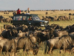 7 Day Kenya Wildlife Safari in Masai Mara, Lake Nakuru, Lake Naivasha, and Amboseli