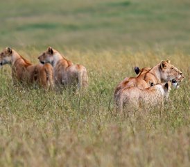113 Tage Budget-Gruppensafari im Serengeti-Nationalpark und am Ngorongoro-Krater, Tansania - Photo 1