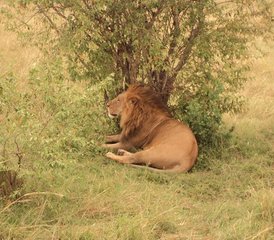 4 Tage Budget-Camping-Safari in Kenia in der Masai Mara und am Lake Nakuru - Photo 2