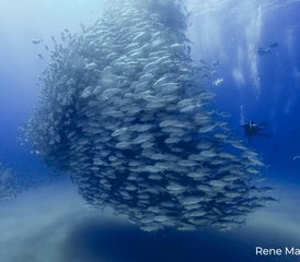 7 jours en stage du meilleur de la Basse-Californie avec plongée sous-marine et snorkeling au Mexique - Photo 3