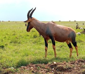 2-Daagse Aberdare National Park Luxe Lodge Safari - Photo 2