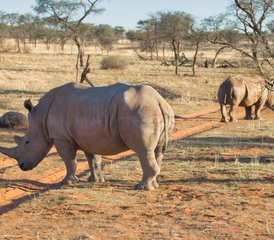 4 Tage Luxus-Zeltsafari im Kruger-Nationalpark in Südafrika - Photo 3