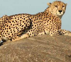 4 Tage Ngorongoro-Krater, Lake Manyara und Tarangire-Nationalpark Safari in Tansania - Photo 5