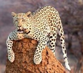 10 Tage Schönheit Namibias: Geführte und Selbstgeführte Safaris in Otjiwarongo, Etosha Ost und mehr - Photo 4