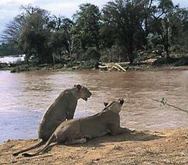 5 Tage Beste Samburu- und Aberdare-Safari in Kenia - Photo 5