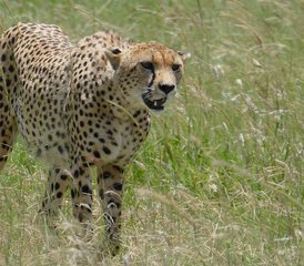 5 días de safari de vida silvestre en Tanzania: lago Manyara, Serengueti y cráter Ngorongoro - Photo 5