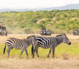 7 Tage Mittelklasse Tansania-Safari in Tarangire, Serengeti und Ngorongoro-Krater - Photo 2