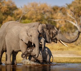 3 Tage Etosha Wildtier-Safari und Camping-Erlebnis in Namibia - Photo 2