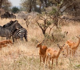 113 jours safari en Tanzanie au sanctuaire faunique de Serval, au cratère du Ngorongoro et à Tarangire, Tanzanie - Photo 1