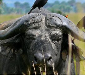 14 días de fascinante safari por la Perla de África en los parques de Uganda con caminatas y cruceros en barco - Photo 5