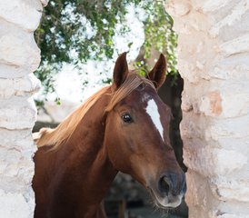 4 Day Escape to Argana: Equestrian Fairy Tale Horse Riding Holiday in Morocco - Photo 5