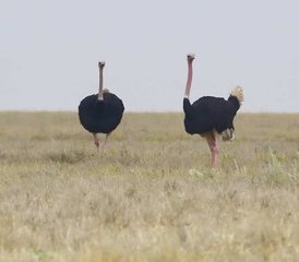 3 jours safari camping privé tout compris sur le circuit nord de la Tanzanie, Tanzanie - Photo 5