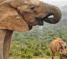 111-Daagse Safari van Kaapstad naar Johannesburg via de Wilde Kust in Zuid-Afrika - Photo 1