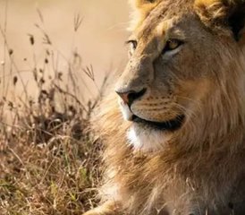 4 Day Ndutu Safari: Witness The Great Migration Calving Season in Tanzania - Photo 4