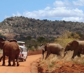 4 días de safari en coche por los parques nacionales de Tsavo Este, Tsavo Oeste y Amboseli en Kenia desde Mombasa - Photo 2