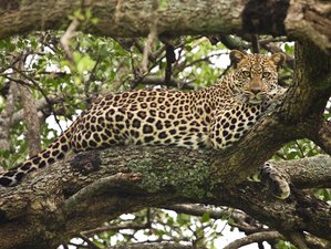 7 días de safari en Masái Mara, Amboseli, Hell's Gate, lago Naivasha y lago Nakuru en Kenia