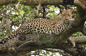 7 días de safari en Amboseli, Maasai Mara, Hell's Gate, el lago Naivasha y el lago Nakuru, Kenia