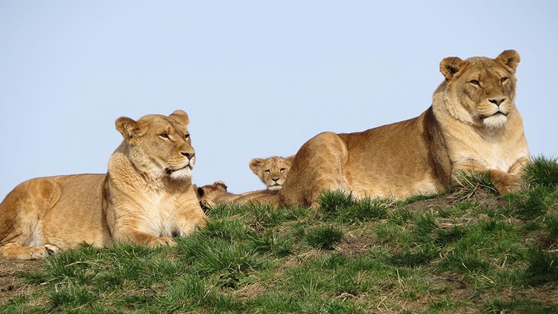 4 Day The Best of the Northern Circuit Safari in Tarangire, Serengeti, and Ngorongoro, Tanzania