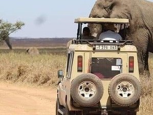 2 Tage Safari im Mikumi-Nationalpark in Tansania