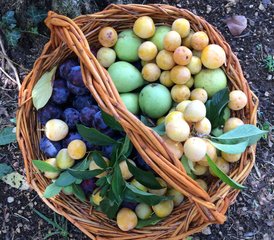 5 Day Yoga and Reiki I and II Course in Abruzzo National Park, Italy - Photo 4