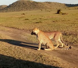95 Tage Kenia Aufregende Budget-Safari im Masai Mara, Lake Naivasha und Lake Nakuru Nationalparks - Photo 1