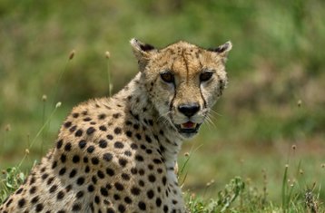 3 jours en safari budget en groupe pour observer les Big Five à Tarangire, Ngorongoro et lac Manyara, Tanzanie