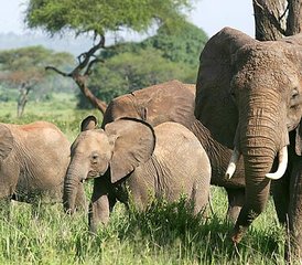 3 jours safari observation des grands éléphants à Amboseli, Kenya - Photo 5