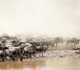 8-Daagse Privé Luxe Safari in Amboseli Naivasha Nakuru en de Mara Kenia - Photo 4
