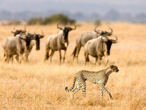 4 Day Tarangire, Ngorongoro Crater, and Lake Manyara National  Park Safari in Tanzania