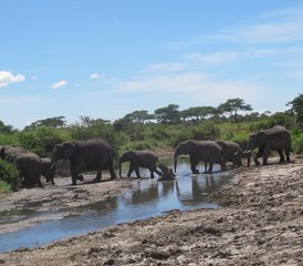 6 Day Authentic Vacation Adventure Tanzania Private Safari - Photo 5