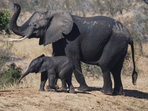 4-Daagse Safari in Kruger National Park, Zuid-Afrika