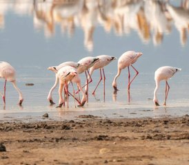 5 jours de safari économique au lac Manyara et au Ngorongoro en Tanzanie - Photo 4