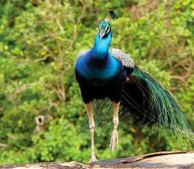 3 Day Sinharaja Rainforest and Yala Safari Adventure in Sri Lanka - Photo 5