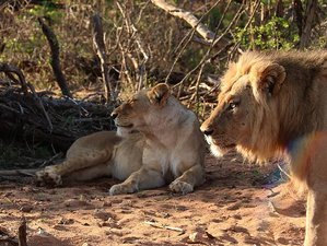 5 días en un lujoso safari de acampada en el Parque Nacional Kruger, Sudáfrica