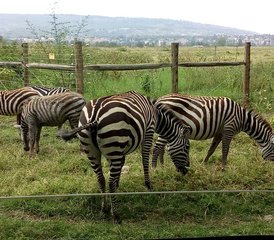 3 Tage Günstige Maasai Mara Safari in Kenia - Photo 5