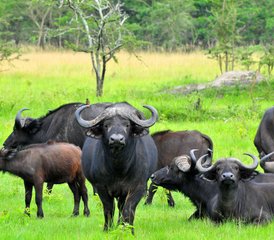 2 Tage Private Lake Mburo Erlebnis Safari in der Westregion in Uganda - Photo 3