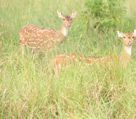 4 jours safari dans la jungle du parc national de Bardia, Népal - Photo 2