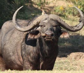 614 jours safari en Zambie dans les parcs nationaux de Kafue et du Bas-Zambèze, Zambie - Photo 1