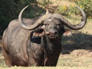 14 Tage Safari in Sambia zu den Nationalparks Kafue und Unterer Sambesi