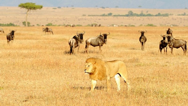 3 Days Outstanding Masai Mara Safari in Kenya