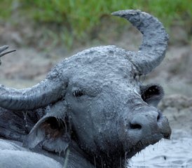 3 días de safari en el Parque Nacional Kumana, en Sri Lanka, con safari matutino por la laguna y los manglares - Photo 2