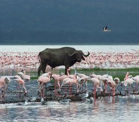 6-Daagse Safari Tour naar Aberdare, Lake Nakuru en Masai Mara in Kenia - Photo 4