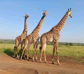 63 Tage budgetfreundliche Gruppen-Safari im Maasai Mara in Kenia - Photo 1