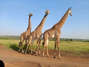 3 Day Maasai Mara Budget-Friendly Group Joining Safari in Kenya