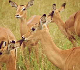 4 días de safari de lujo en Tarangire, Serengeti y Ngorongoro en Tanzania - Photo 3