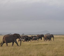 3-Daagse Privé Masai Mara National Reserve Safari in Kenia met Big Five en Great Rift Valley - Photo 3